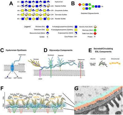 The Glomerular Endothelium Restricts Albumin Filtration